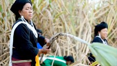 可降解餐一经推出